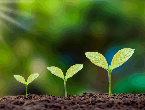 Plant-Based Living: A Sustainable Food Choice