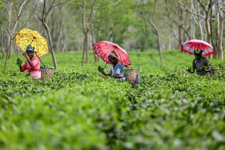 Darjeeling Tea Production Disrupted by Severe Monsoon Rains
