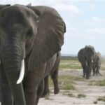One Killed as Wild Elephant Invades Oyo Community, Sparking Safety Concerns