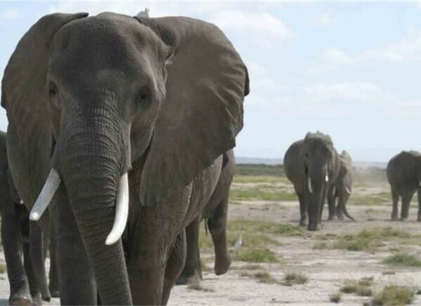 One Killed as Wild Elephant Invades Oyo Community, Sparking Safety Concerns