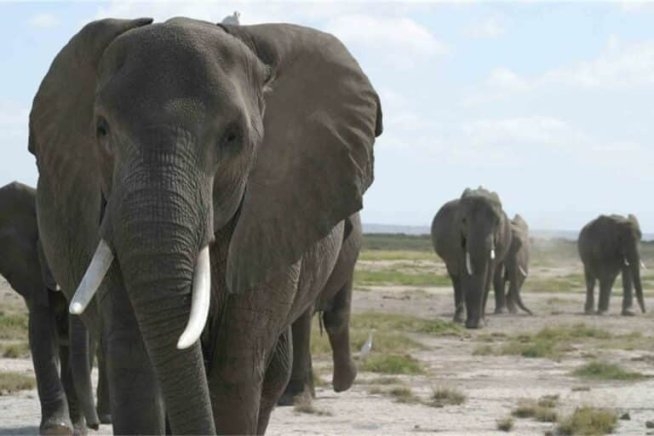 One Killed as Wild Elephant Invades Oyo Community, Sparking Safety Concerns